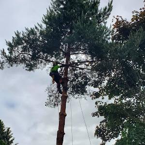 Removing Tree Limbs