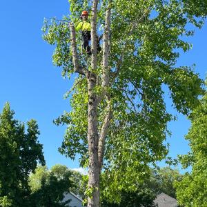 Removing Tree Limbs