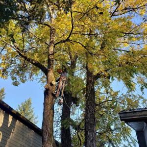 Walnut Tree Climbing
