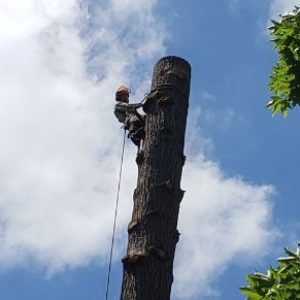 Safely removing large fir