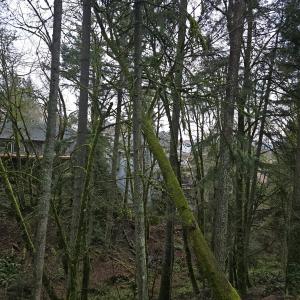 Leaning Tree
