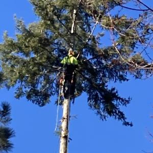Tree Climbing