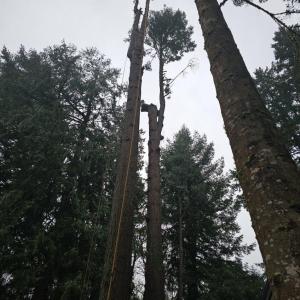 Tree Removal