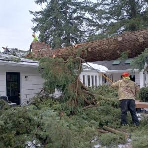 Emergency Big Fir tree removal - Storm Damage